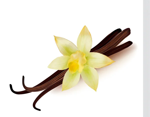 Vanilya kabukları ve çiçek. Vektör illüstrasyonu.