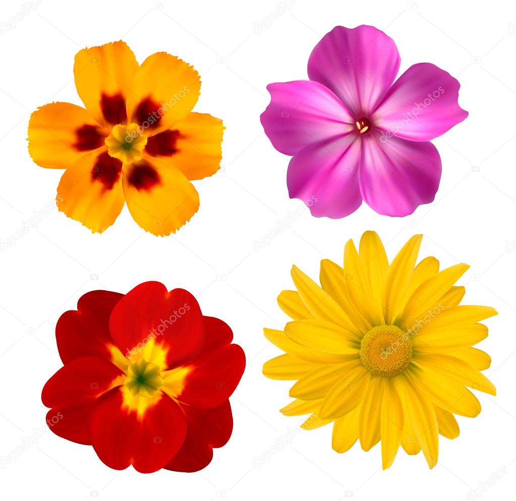 Big set of beautiful colorful flowers. Design flower set 1. Vect