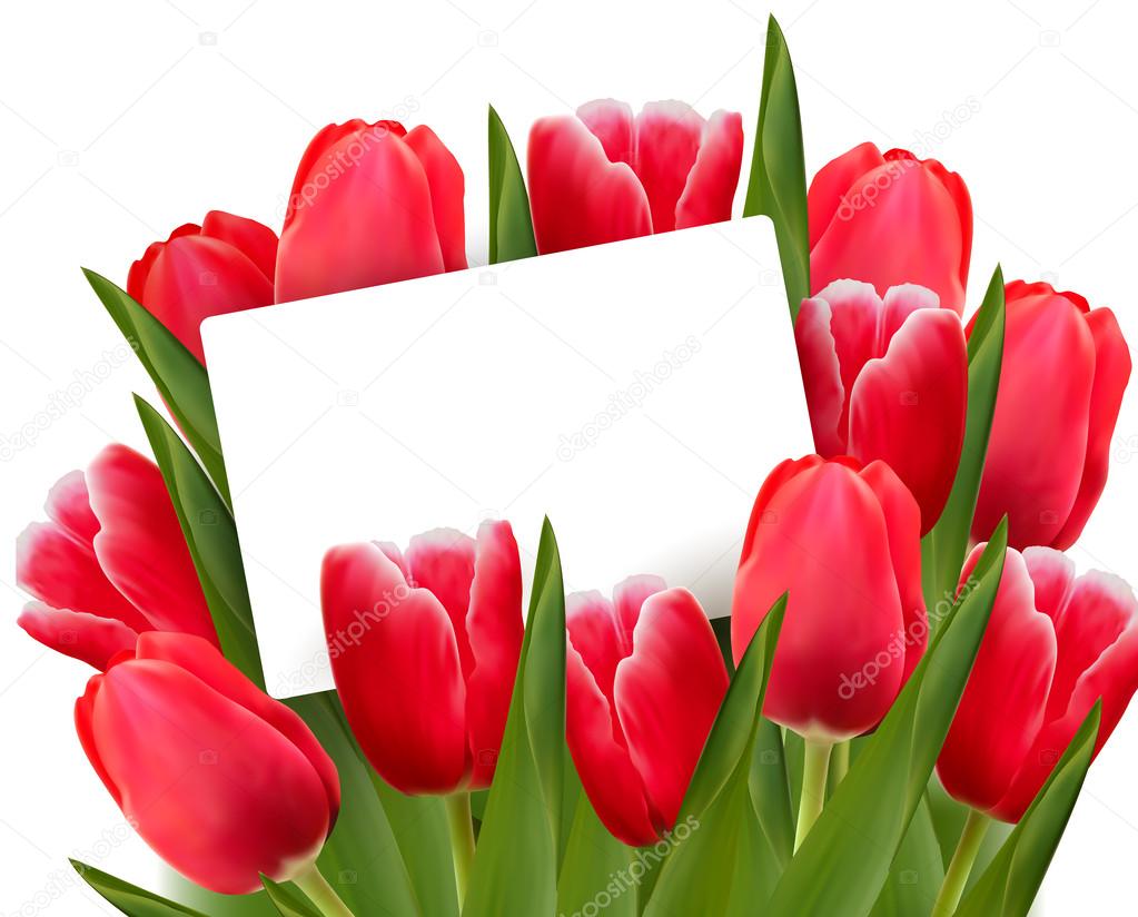 Red tulips and blank of card. Vector.