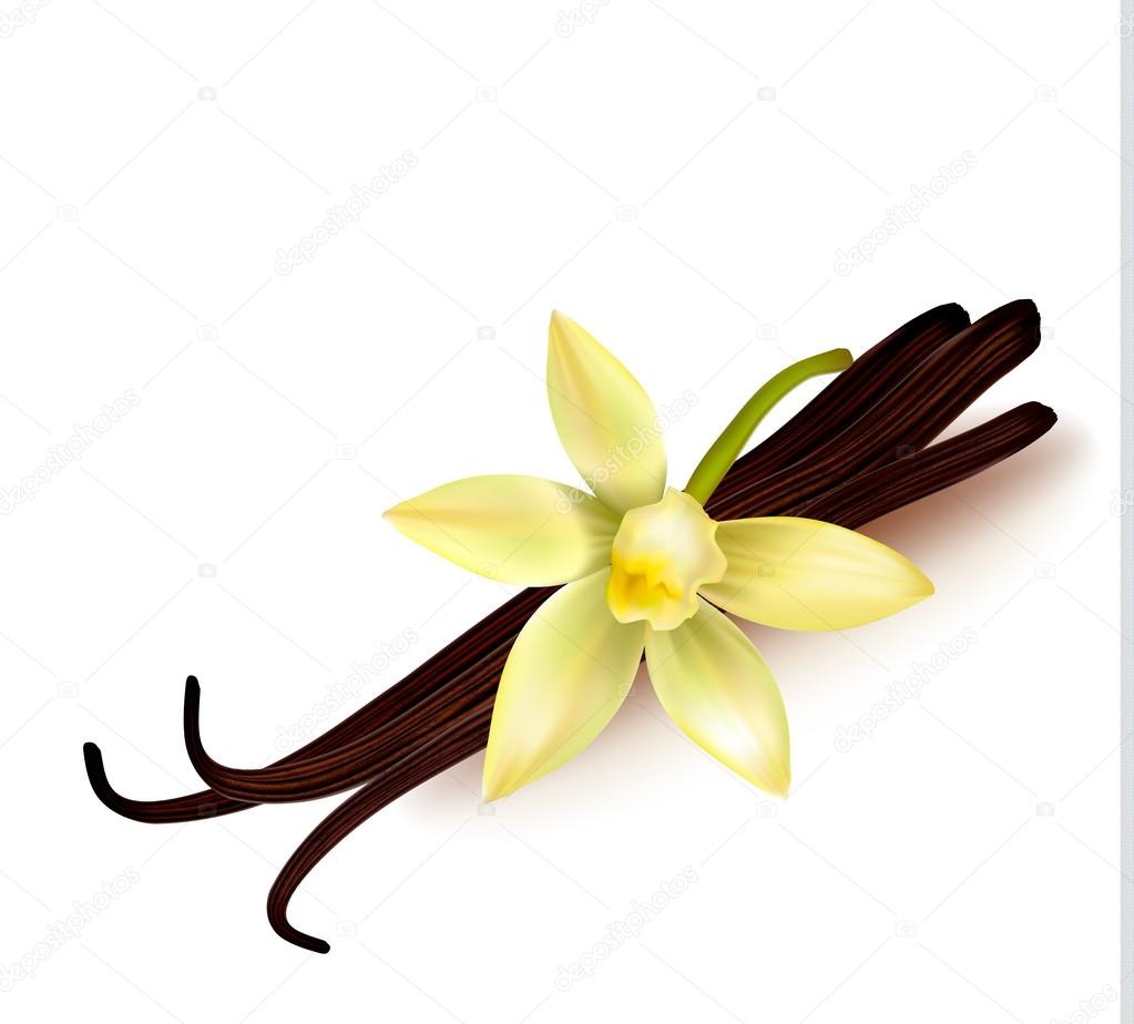 Vanilla pods and flower. Vector illustration.