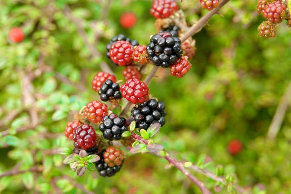 Branch of ripening wild blackberries — Stock Photo, Image