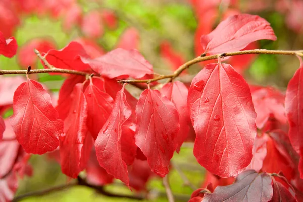 Red autumn leaves — Stock Photo, Image