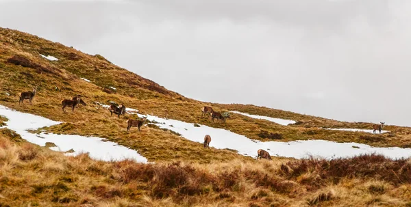 Veado vermelho em Highlands escoceses — Fotografia de Stock