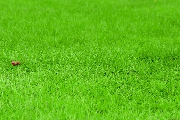 Pole zelené trávy — Stock fotografie