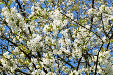 Çiçek açan elma ağacı 