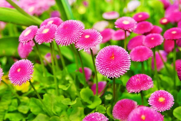 Lyserøde krysantemum blomster - Stock-foto
