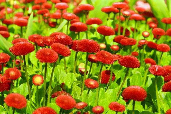 Červená chrysanthemum květiny — Stock fotografie