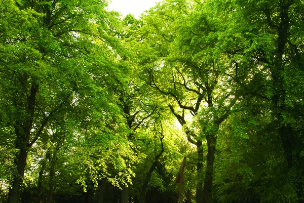 Kauniita vihreitä puita metsässä, auringonvaloa tulossa l — kuvapankkivalokuva