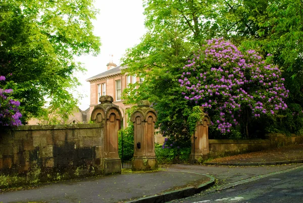 Typický britský mansion. velký rododendronů bush poblíž brány — Stock fotografie