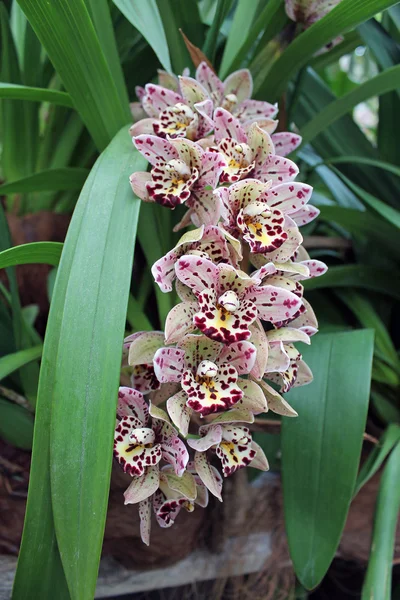 Orquídea — Fotografia de Stock