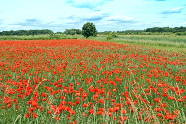 Mısır haşhaş tarlası