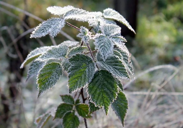 Tiempo de invierno — Foto de Stock