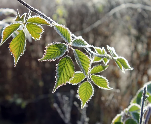 Hoarfrost nas folhas Imagem De Stock