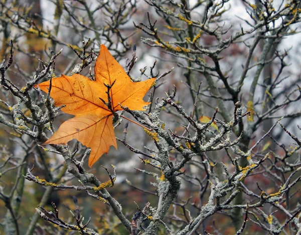 O mínimo de folhas — Fotografia de Stock