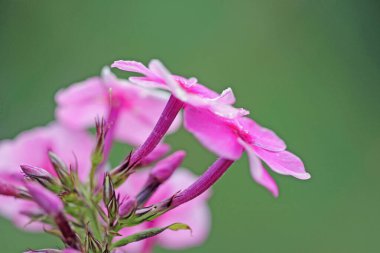 Rosa Blume Makro 'da