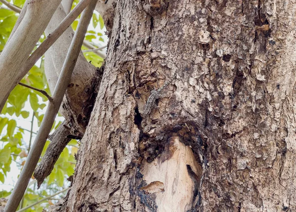 Lézard Domestique Petit Gecko Camoufle Sur Écorce Arbre Pour Défendre — Photo