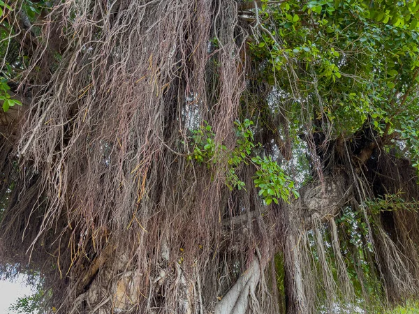 Bir banyan ağacının muazzam hava kökü