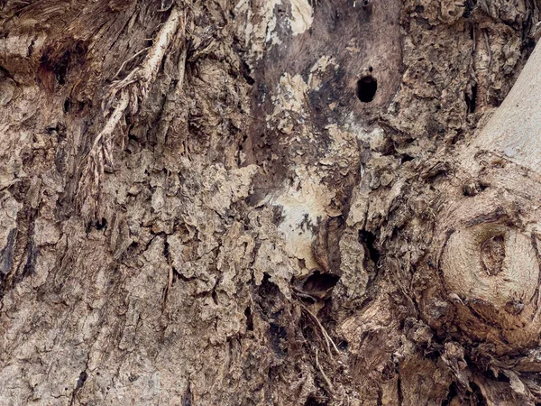 Rogh Vieja Epidermis Árbol Cerca — Foto de Stock