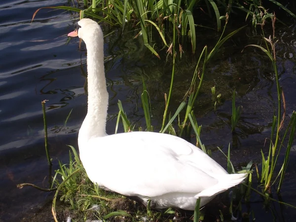 Cisne blanco —  Fotos de Stock