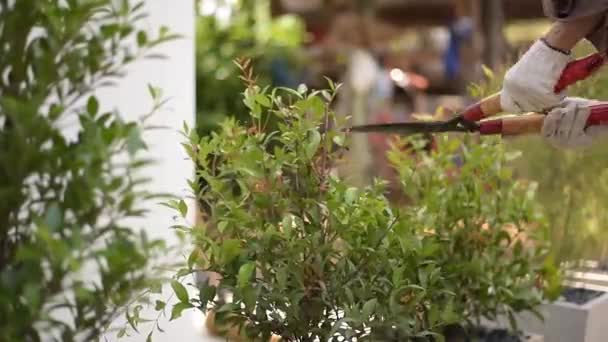 Mão Jardineiro Corte Decoração Ramo Árvore Folhas Verdes Usando Ferramenta — Vídeo de Stock