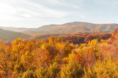 Ormana renkli bir düşüş