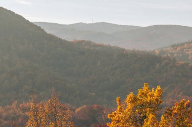 Ormana renkli bir düşüş