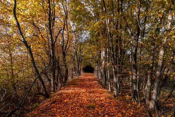 Chute Colorée Dans Forêt — Photo