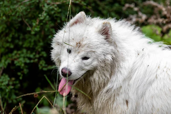 Adorable Samoyed Montaña —  Fotos de Stock