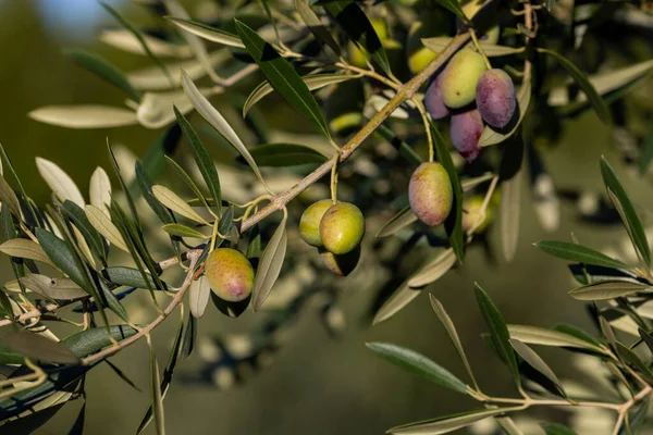 オリーブ収穫期 クロアチア ダルマチア — ストック写真