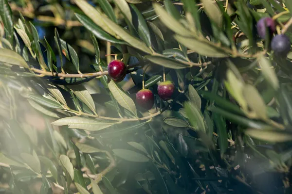 Stagione Della Raccolta Delle Olive Croazia Dalmazia — Foto Stock