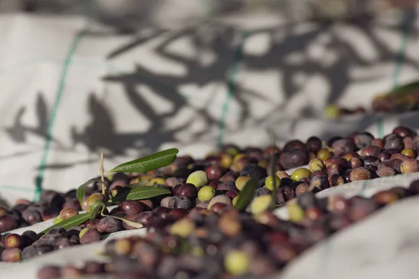 Zeytin hasat mevsimi, Hırvatistan ve Dalmaçya