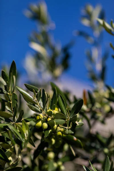 オリーブ収穫期 クロアチア ダルマチア — ストック写真