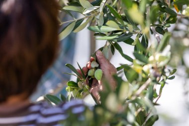 Zeytin hasat mevsimi, Hırvatistan ve Dalmaçya