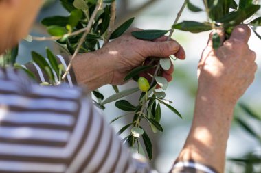 Zeytin hasat mevsimi, Hırvatistan ve Dalmaçya