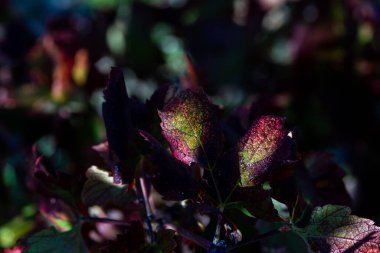 Hırvatistan 'ın Dalmaçya kentinde İlkbahar