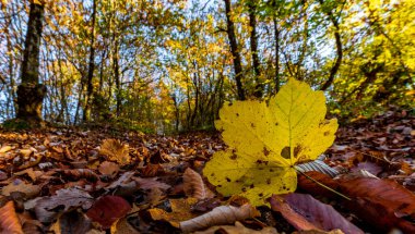 Sonbaharda Hırvatistan. Düş.