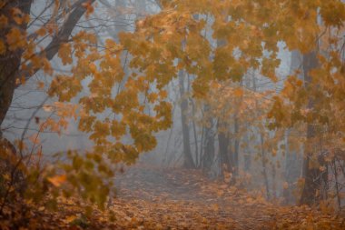 Ormanda sisli bir gün. Sljeme. Zagreb. Hırvatistan