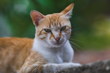Bahçede kedi dinleniyor.