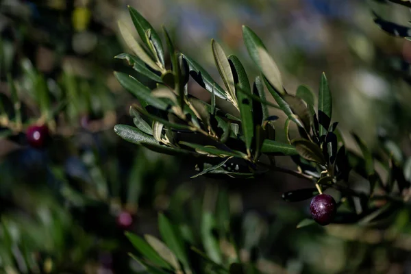 Day Olive Picking Croatia — Stock Photo, Image