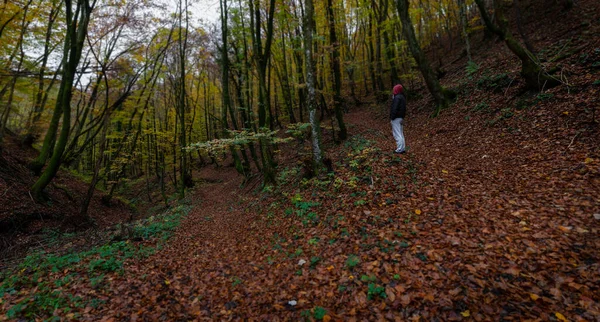 Croatie Automne Chute — Photo