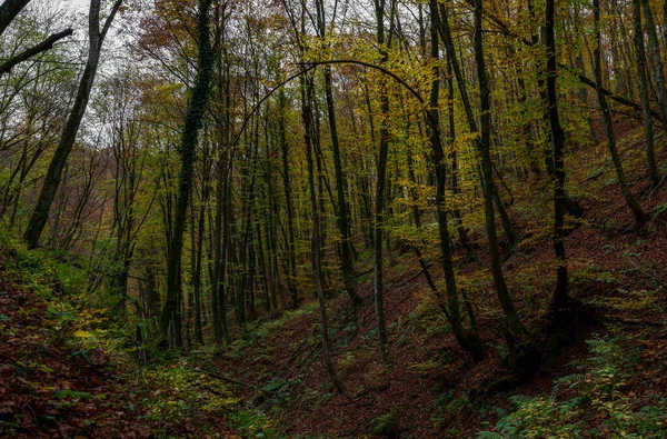 Хорватія Восени Падіння — стокове фото