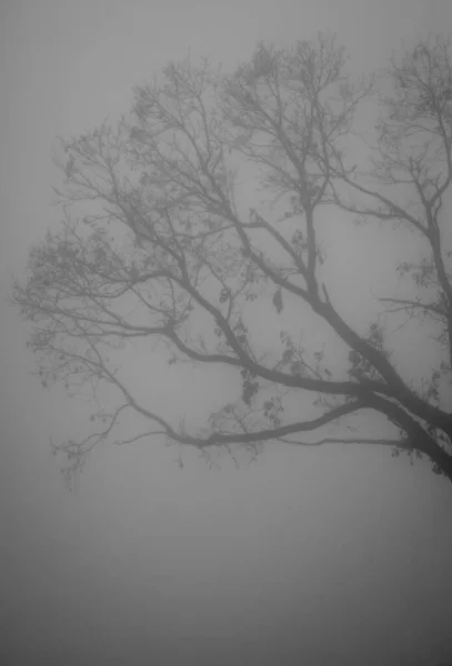 森の中の霧の日 スレム ザグレブ クロアチア — ストック写真