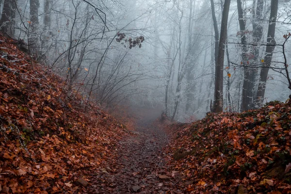 Misty Day Forest Sljeme Zagreb Croatie — Photo