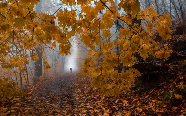 Misty Day Forest Sljeme Zagreb Croatia — Stock Photo, Image