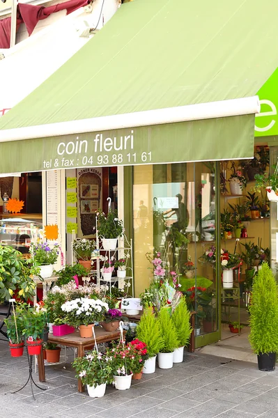 bitkiler Çiçek mağazası