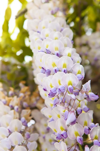 Akasya çiçek çiçek