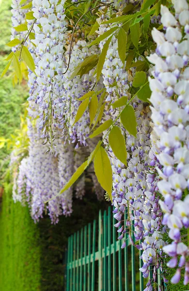 Akasya çiçek çiçek