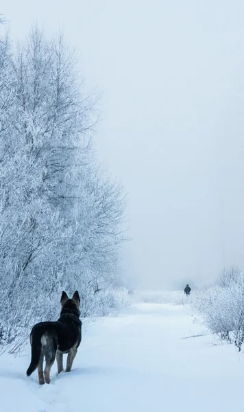 Cão e inverno — Fotografia de Stock