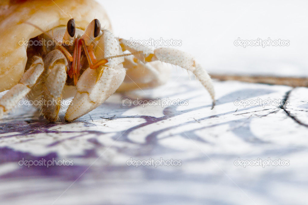 Small Hermit Crab of Cinnamon Island, Maldives