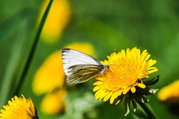 Paardebloemen met vlinder in de weide — Stockfoto